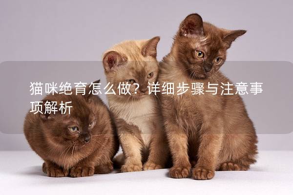 貓咪絕育怎么做？詳細步驟與注意事項解析